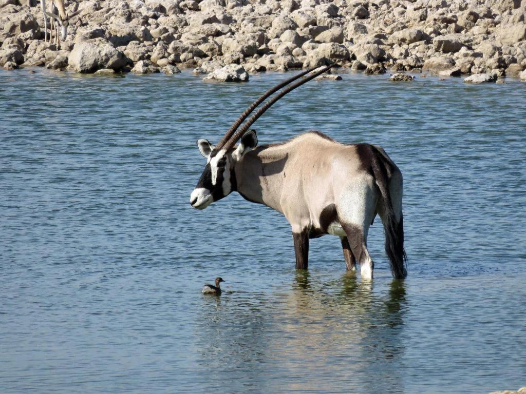 Etosha Safari Camp, Etosha National Park, Namibia Hotel Okaukuejo Ngoại thất bức ảnh