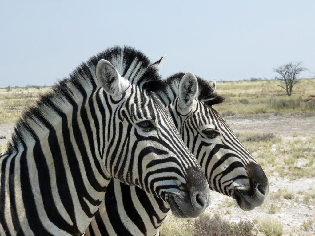 Etosha Safari Camp, Etosha National Park, Namibia Hotel Okaukuejo Ngoại thất bức ảnh
