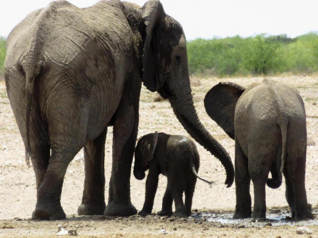 Etosha Safari Camp, Etosha National Park, Namibia Hotel Okaukuejo Ngoại thất bức ảnh