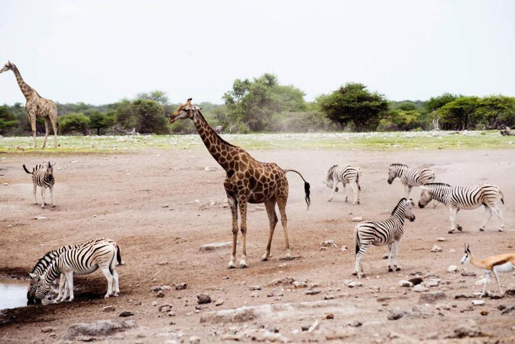 Etosha Safari Camp, Etosha National Park, Namibia Hotel Okaukuejo Ngoại thất bức ảnh