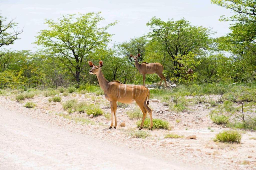 Etosha Safari Camp, Etosha National Park, Namibia Hotel Okaukuejo Ngoại thất bức ảnh